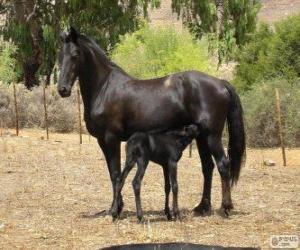 Puzzle Vlaamperd άλογο καταγωγής Νοτίου Αφρικής